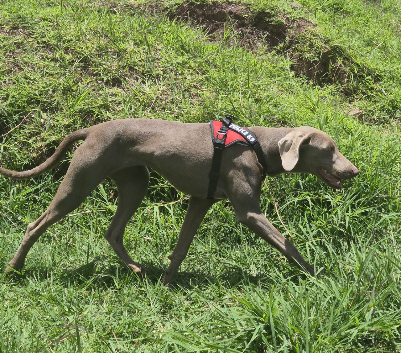Arnés Pechero Police K9