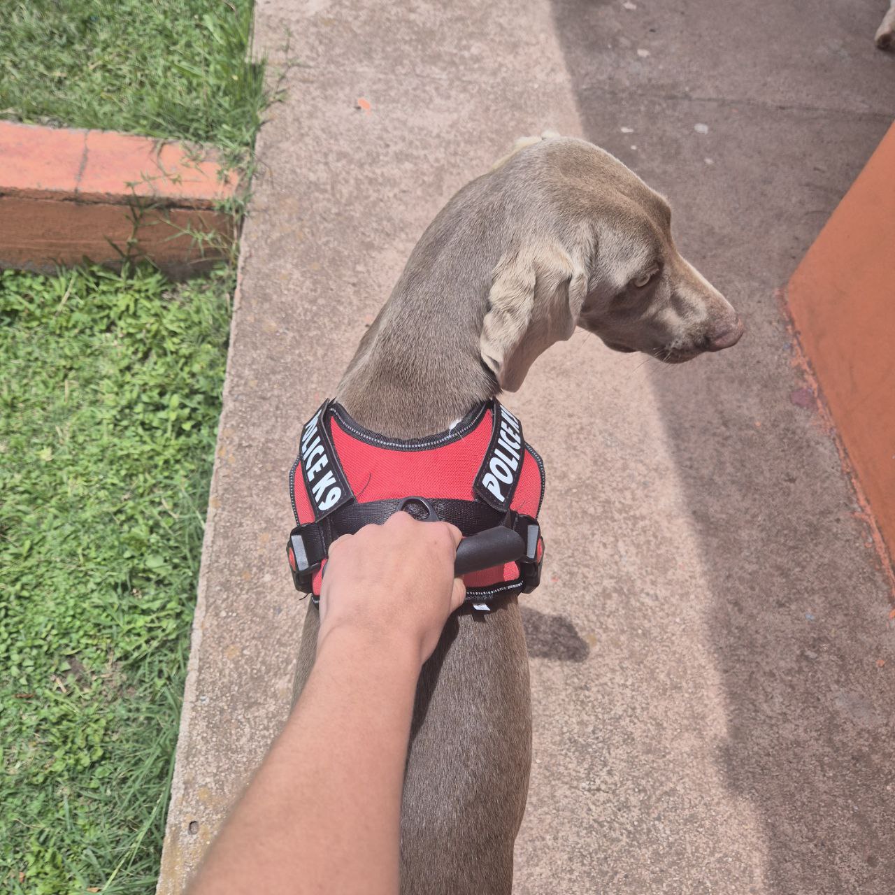 Arnés Pechero Police K9