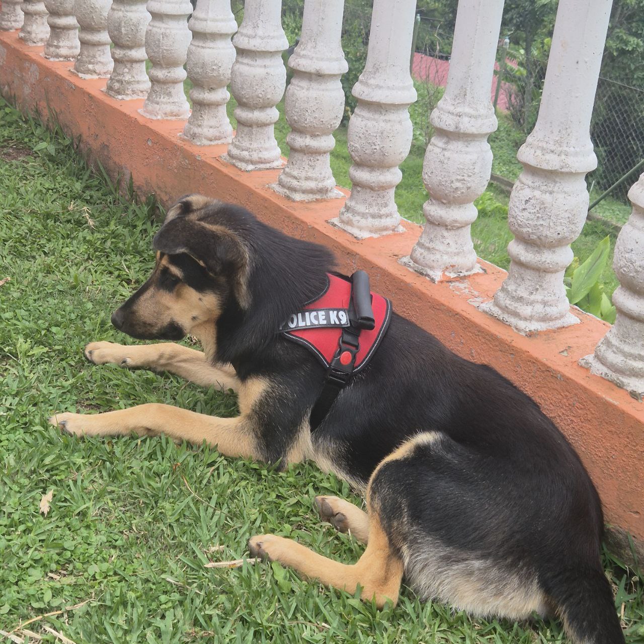 Arnés Pechero Police K9