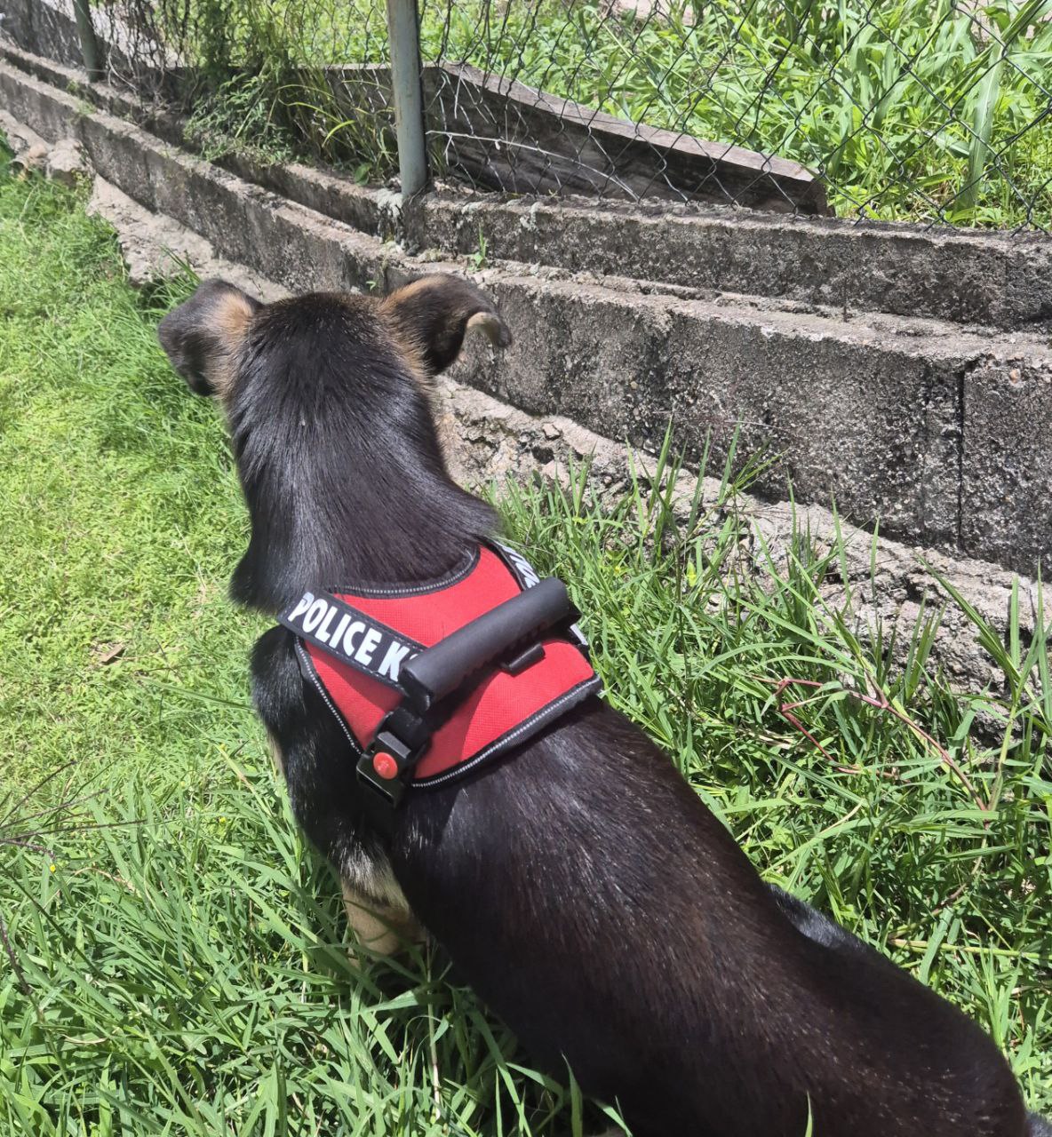 Arnés Pechero Police K9