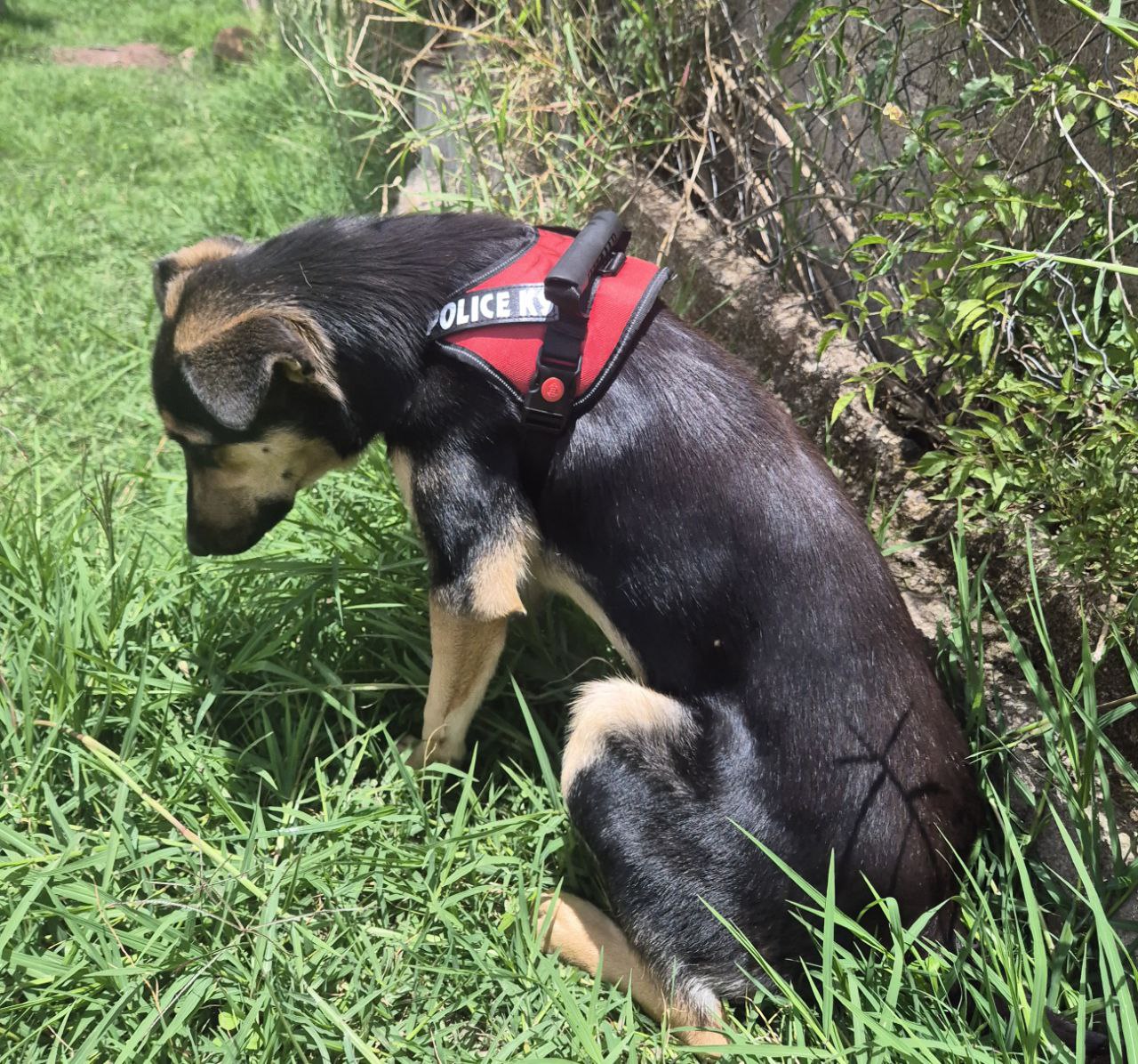 Arnés Pechero Police K9