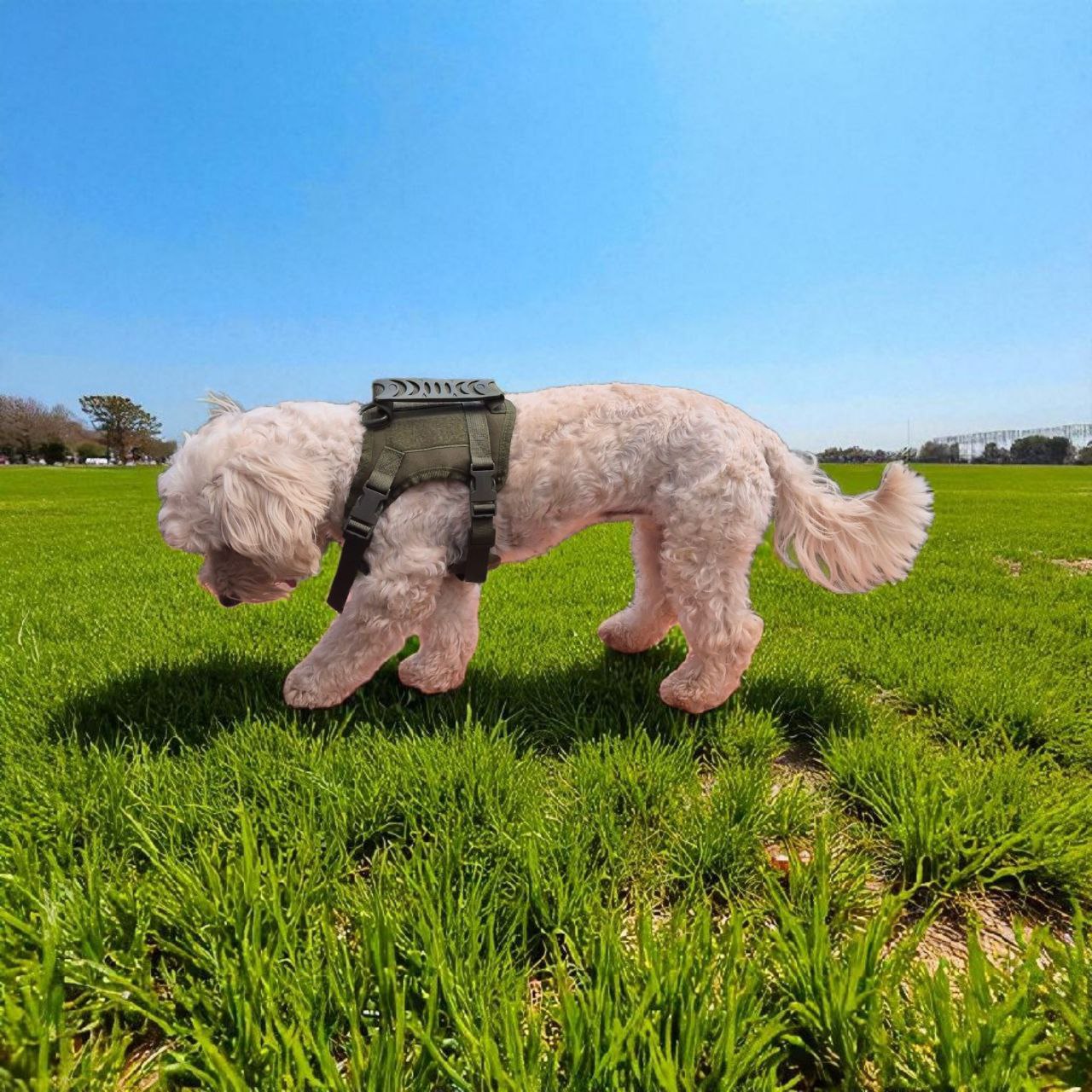 Arnés Táctico para Perros Pequeños – Toy Size y Gatos