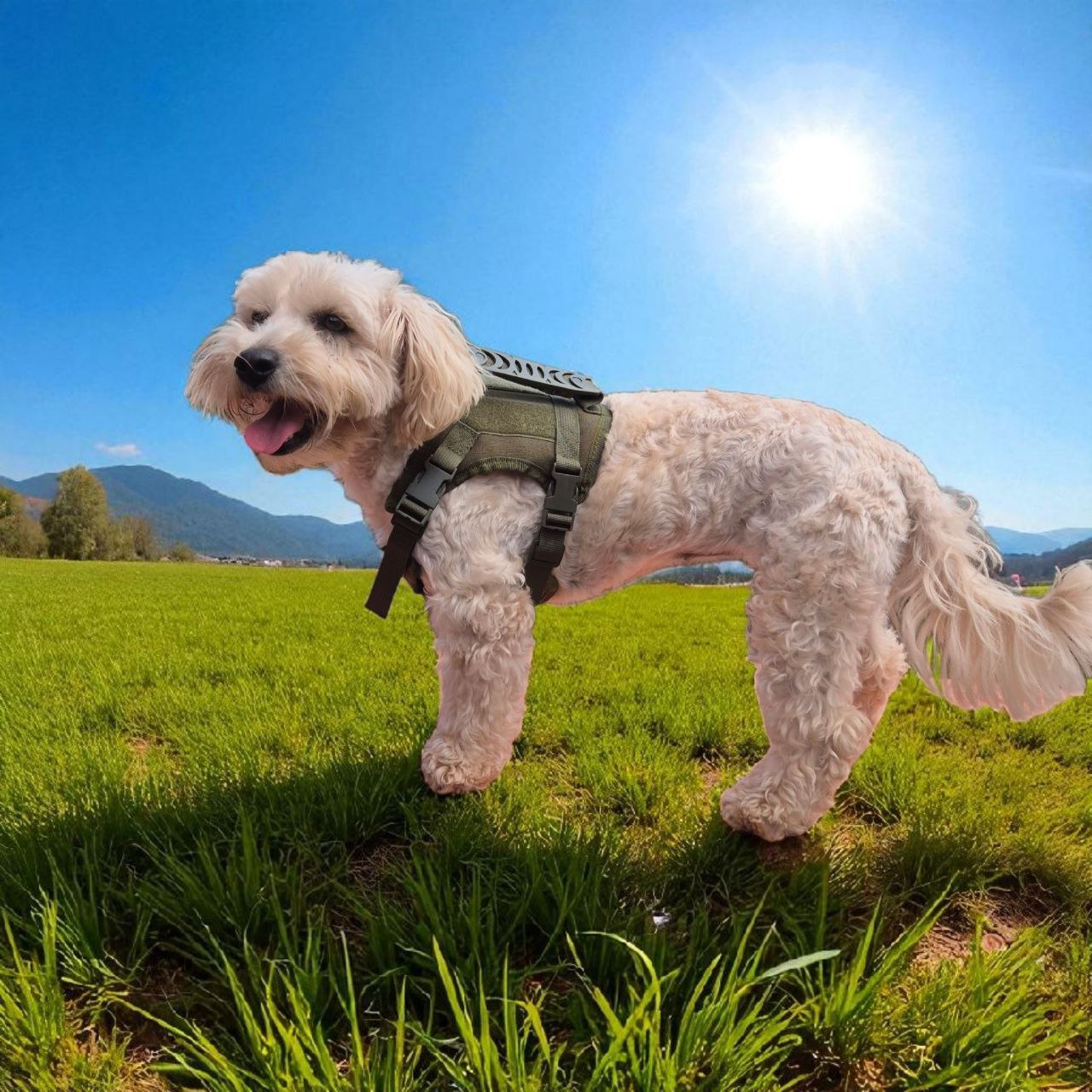 Arnés Táctico para Perros Pequeños – Toy Size y Gatos