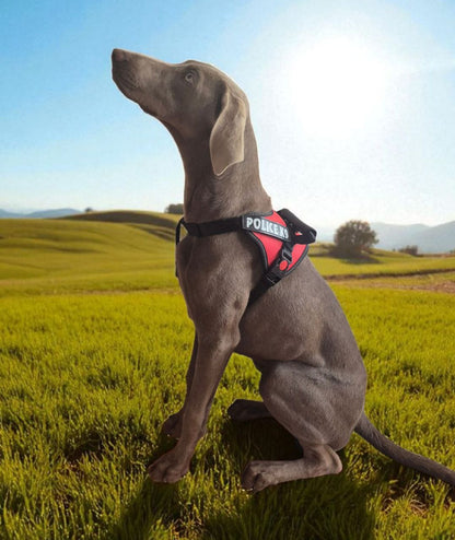 Arnés Pechero Police K9