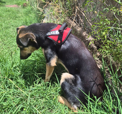 Arnés Pechero Police K9